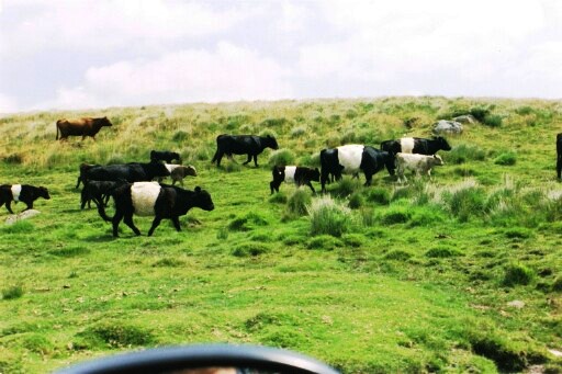 Distincitve Belted Galloway Cattle at Cherry Brook bridge.