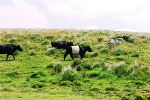 Distinctive Belted Galloway Cattle at Cherry Brook bridge.