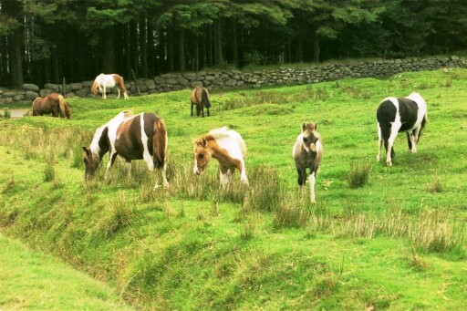 Dartmoor Ponies on the moor