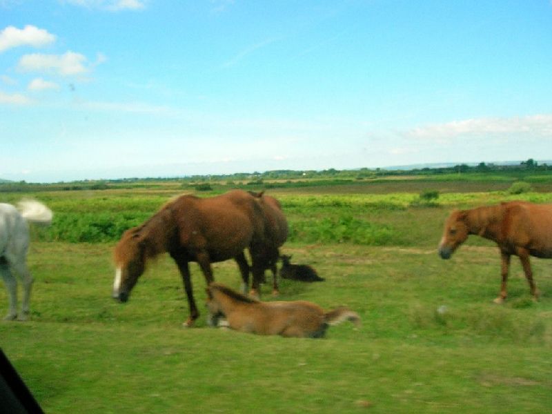 Cefn Bryn