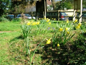 Daffodils Brockenhurst St Saviours Church