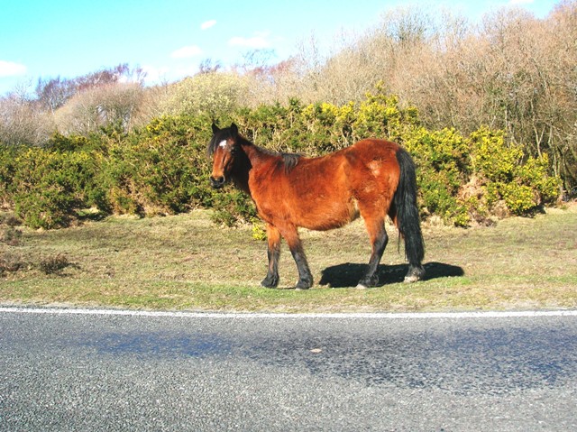 Brockenhurst New Forest POny