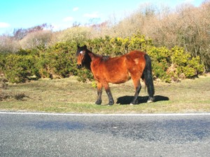 New Forest Pony