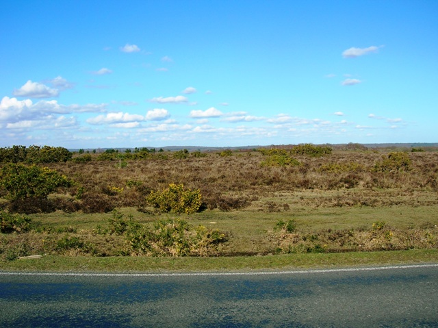 Brockenhurst New Forest Road