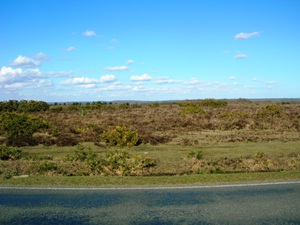 New Forest Road