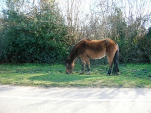 New Forest Pony